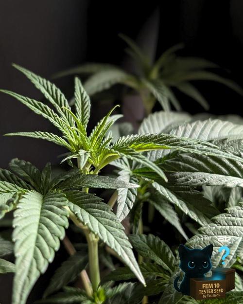 Fem 10 Photo. Week 7