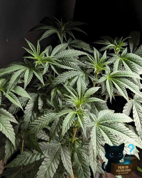 Fem 10 Photo. Week 7