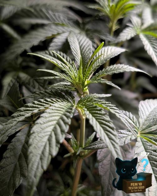 Fem 10 Photo. Week 7