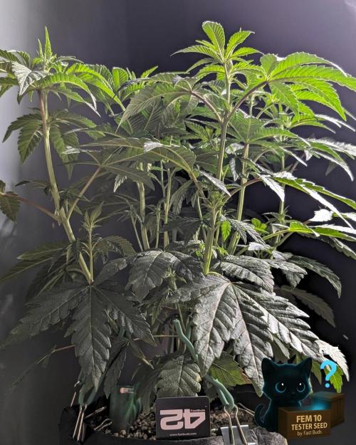 Fem 10 Photo. Week 7