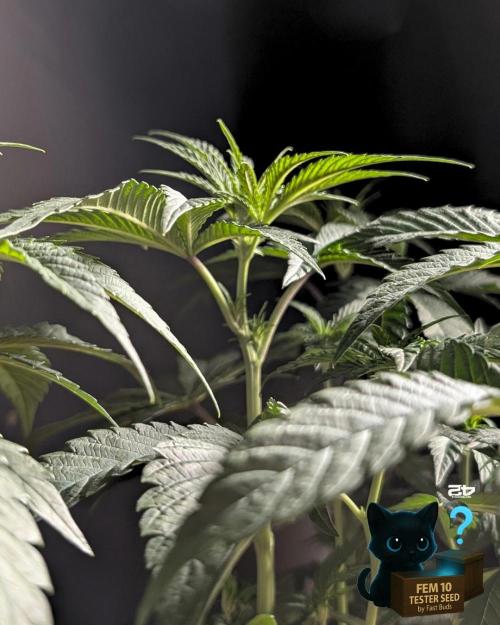 Fem 10 Photo. Week 7