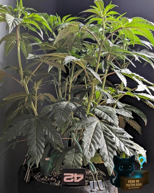 Fem 10 Photo. Week 7