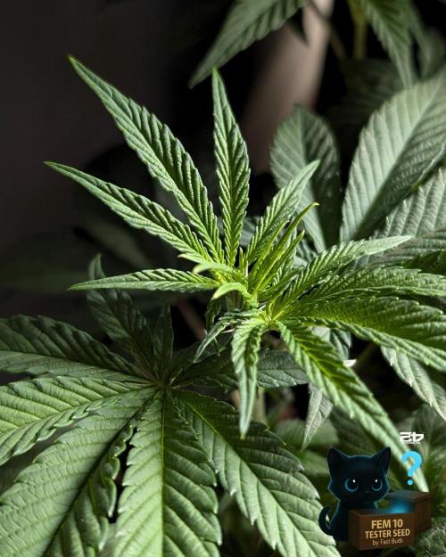 Fem 10 Photo. Week 7