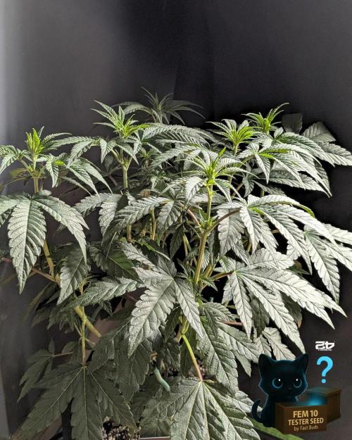 Fem 10 Photo. Week 7