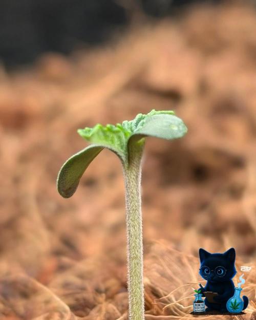 FEM 11 Photo Tester - Catlife420. Week 1 - 10-28
Day 4