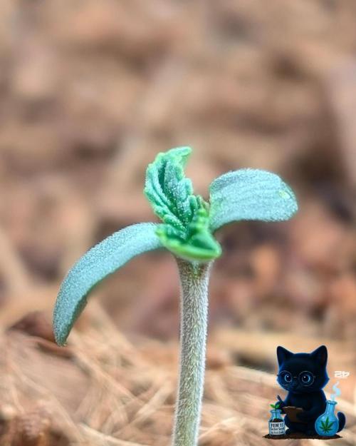 FEM 11 Photo Tester - Catlife420. Week 1 - 10-28
Day 4