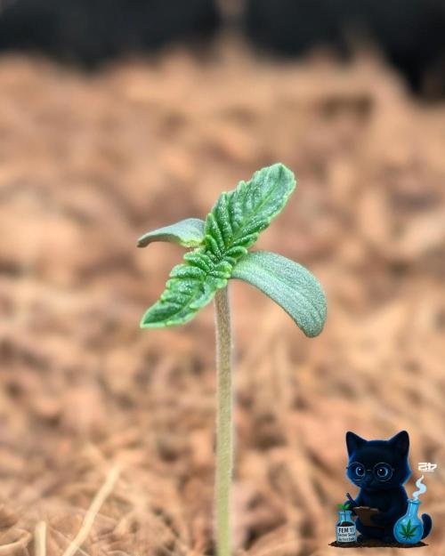 FEM 11 Photo Tester - Catlife420. Week 1 - 10-29
Day 5