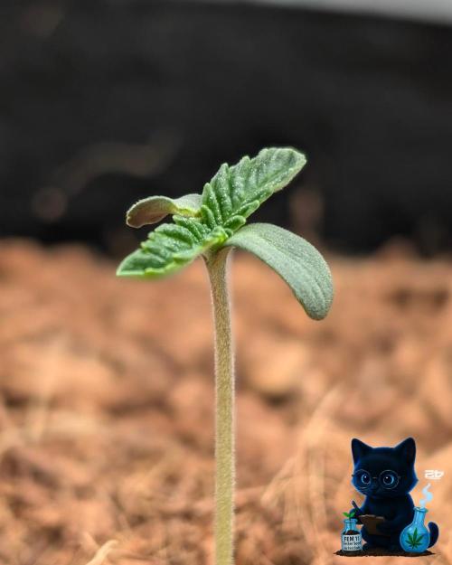 FEM 11 Photo Tester - Catlife420. Week 1 - 10-29
Day 5