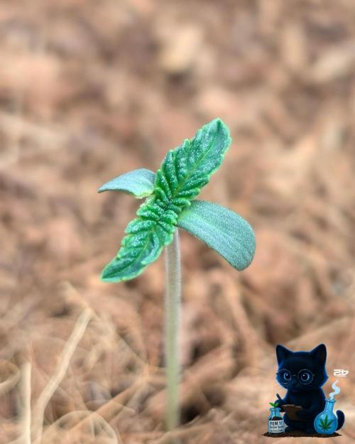 FEM 11 Photo Tester - Catlife420. Week 1 - 10-29
Day 5