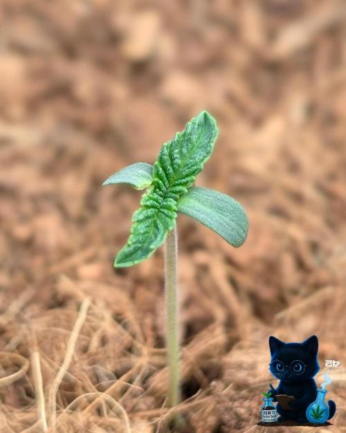 FEM 11 Photo Tester - Catlife420. Week 1 - 10-29
Day 5