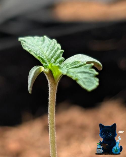 FEM 11 Photo Tester - Catlife420. Week 1