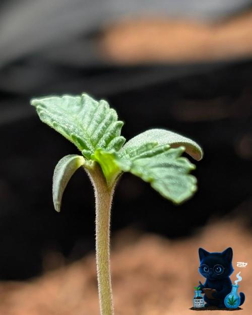 FEM 11 Photo Tester - Catlife420. Week 1 - 10-30
Day 6