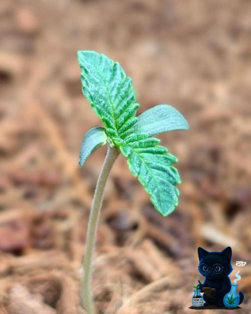 FEM 11 Photo Tester - Catlife420. Week 1 - 10-30
Day 6