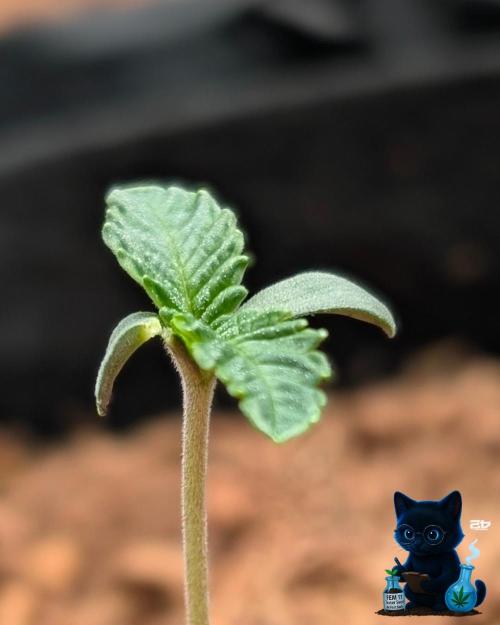 FEM 11 Photo Tester - Catlife420. Week 1 - 10-30
Day 6