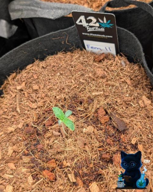 FEM 11 Photo Tester - Catlife420. Week 1 - 10-30
Day 6