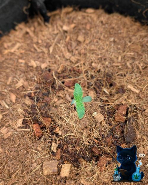 FEM 11 Photo Tester - Catlife420. Week 1 - 10-30
Day 6