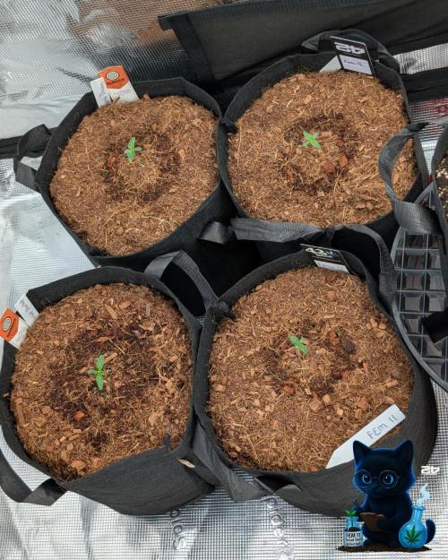 FEM 11 Photo Tester - Catlife420. Week 1 - 10-30
Day 6