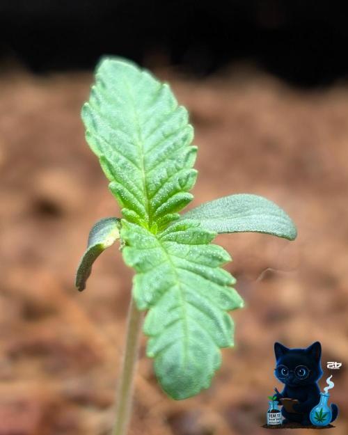 FEM 11 Photo Tester - Catlife420. Week 1 - 10-31
Day 7