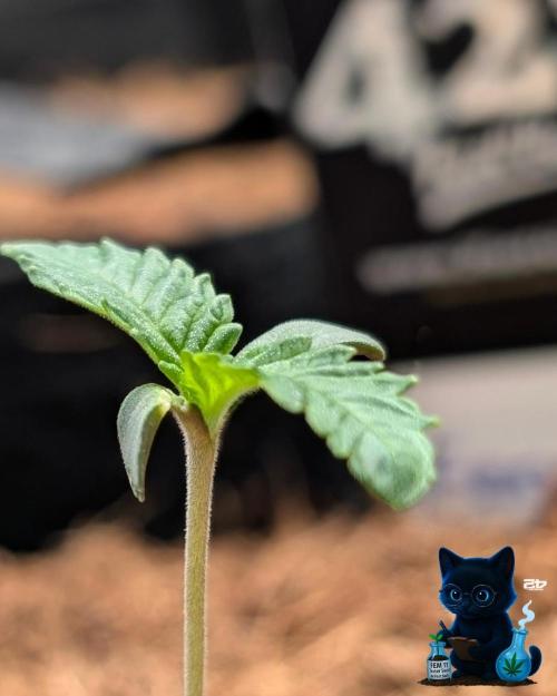 FEM 11 Photo Tester - Catlife420. Week 1 - 10-31
Day 7