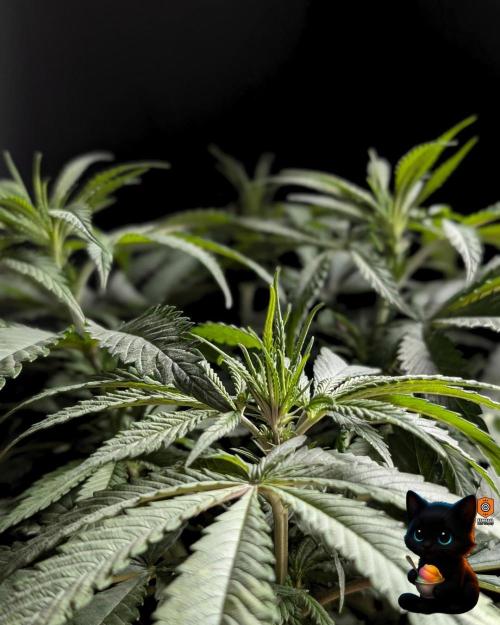 Sunset Sherb Go Fast. Week 6