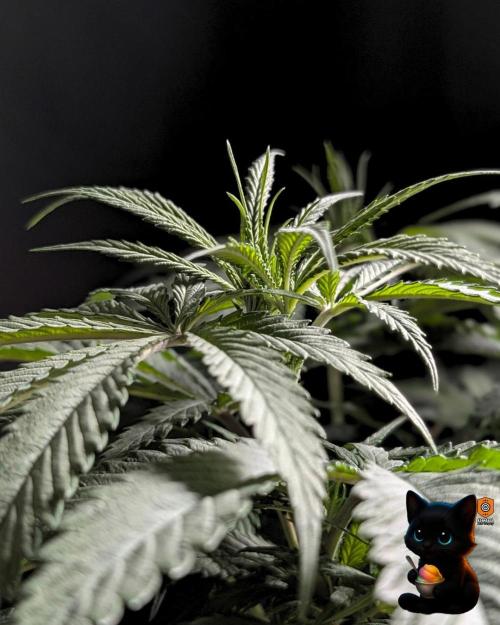 Sunset Sherb Go Fast. Week 6