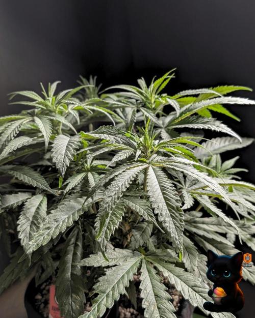 Sunset Sherb Go Fast. Week 6