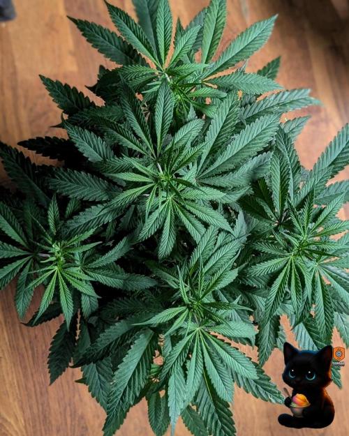 Sunset Sherb Go Fast. Week 6