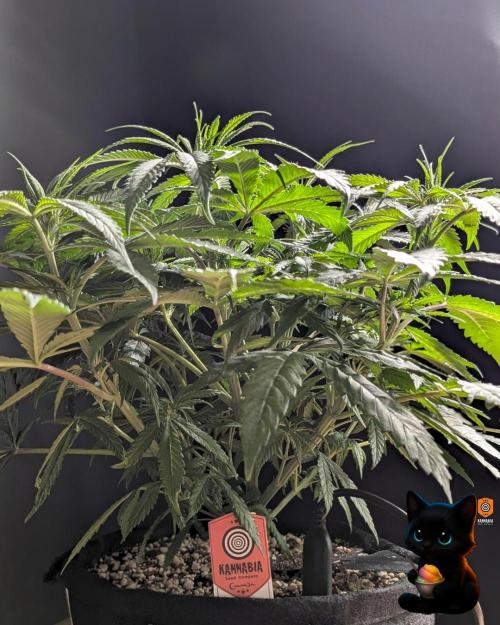 Sunset Sherb Go Fast. Week 6