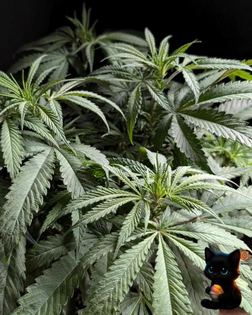 Sunset Sherb Go Fast. Week 6