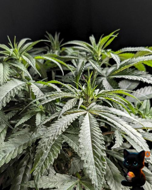 Sunset Sherb Go Fast. Week 6