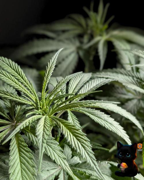 Sunset Sherb Go Fast. Week 6