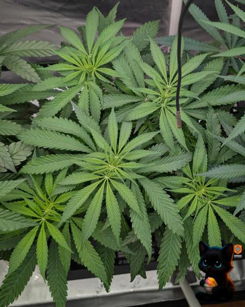 Sunset Sherb Go Fast. Week 6