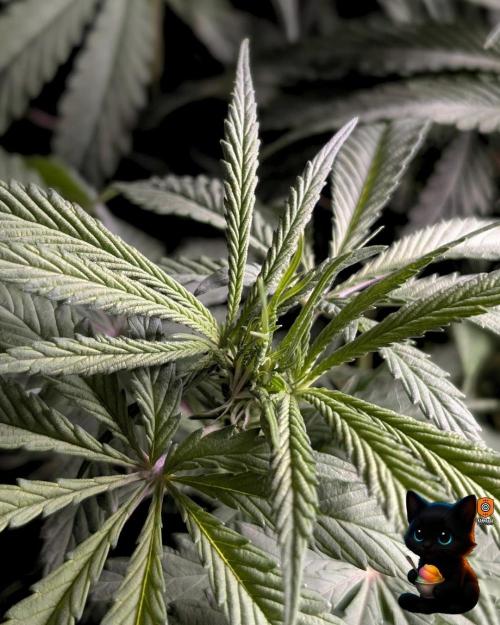 Sunset Sherb Go Fast. Week 6