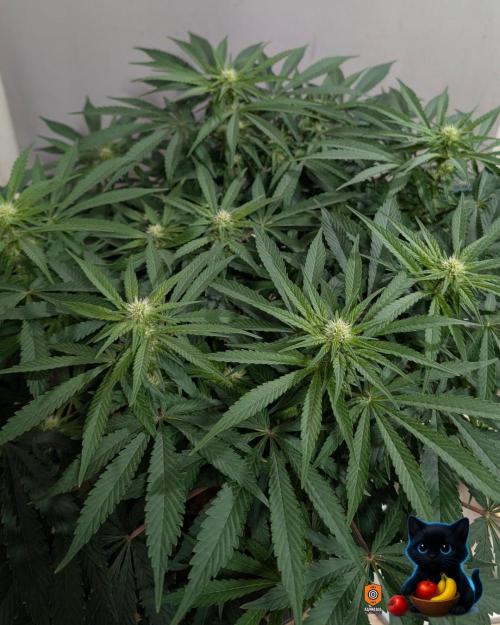 Twinning with Apples and Bananas. Week 11