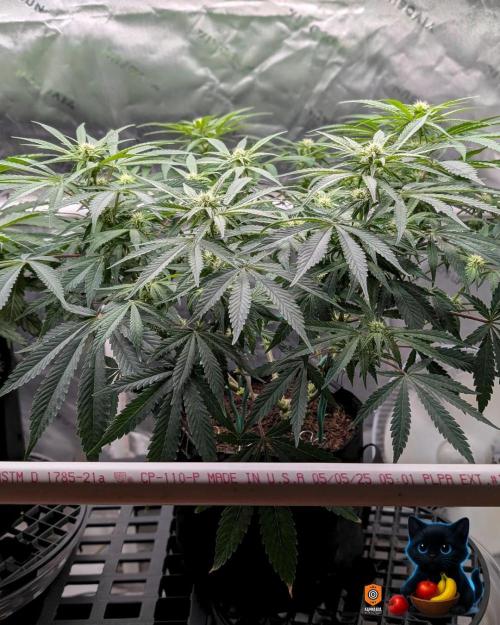 Twinning with Apples and Bananas. Week 11