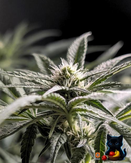 Twinning with Apples and Bananas. Week 11