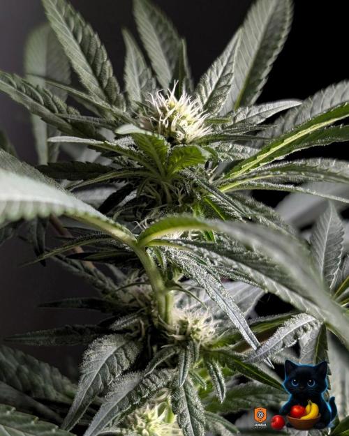 Twinning with Apples and Bananas. Week 11