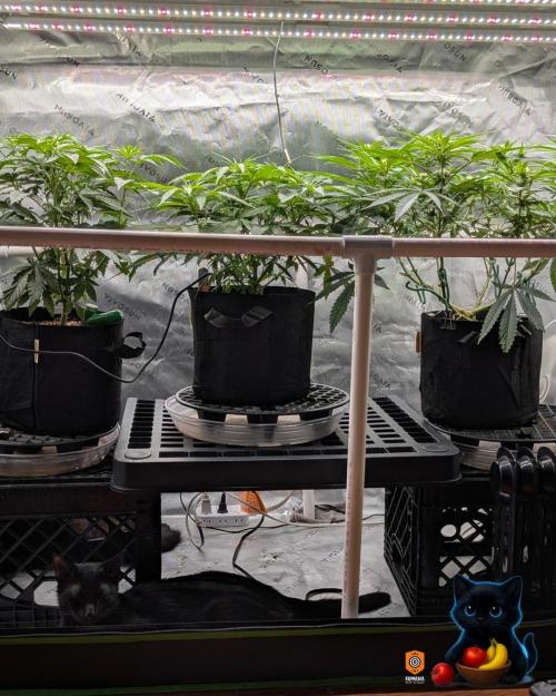 Twinning with Apples and Bananas. Week 11