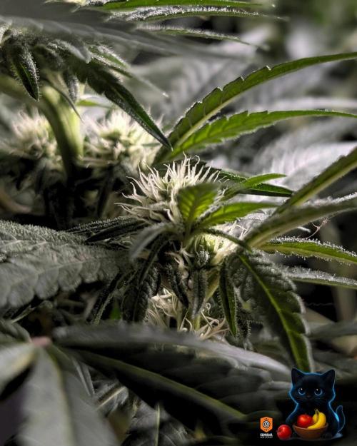 Twinning with Apples and Bananas. Week 11