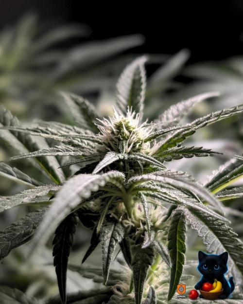 Twinning with Apples and Bananas. Week 11