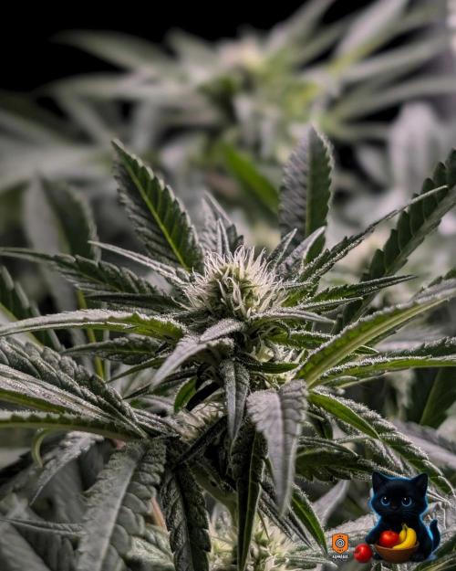 Twinning with Apples and Bananas. Week 11