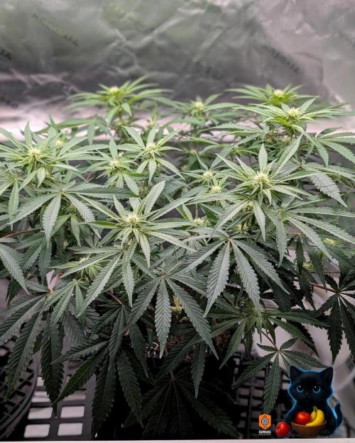 Twinning with Apples and Bananas. Week 11