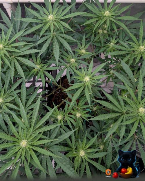 Twinning with Apples and Bananas. Week 11