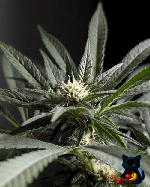 Twinning with Apples and Bananas. Week 11