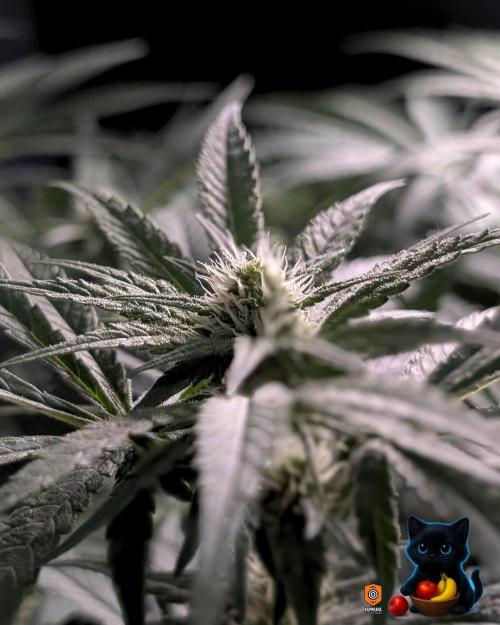 Twinning with Apples and Bananas. Week 11