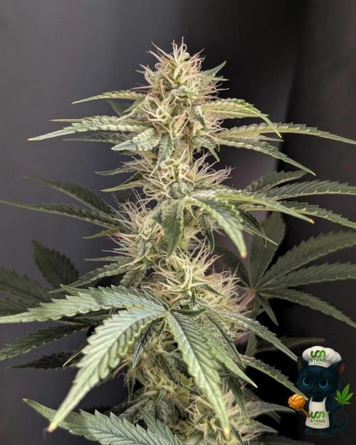 Apple Fritter STRNG style. Week 9