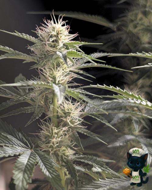 Apple Fritter STRNG style. Week 9