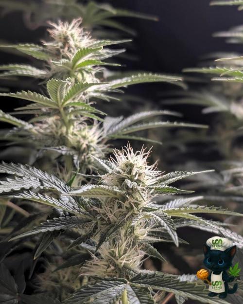 Apple Fritter STRNG style. Week 9