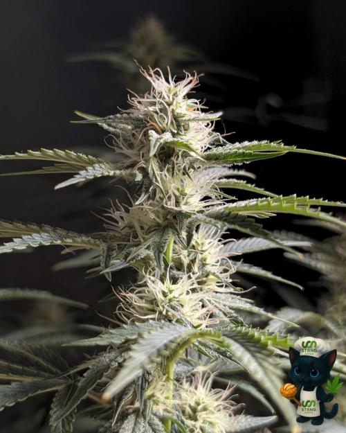 Apple Fritter STRNG style. Week 9