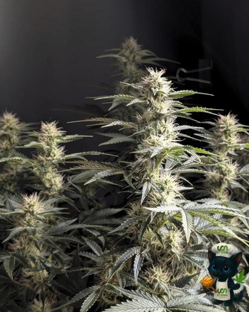 Apple Fritter STRNG style. Week 9